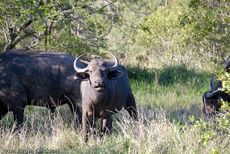 Afrikanischer Büffel (25 von 102).jpg